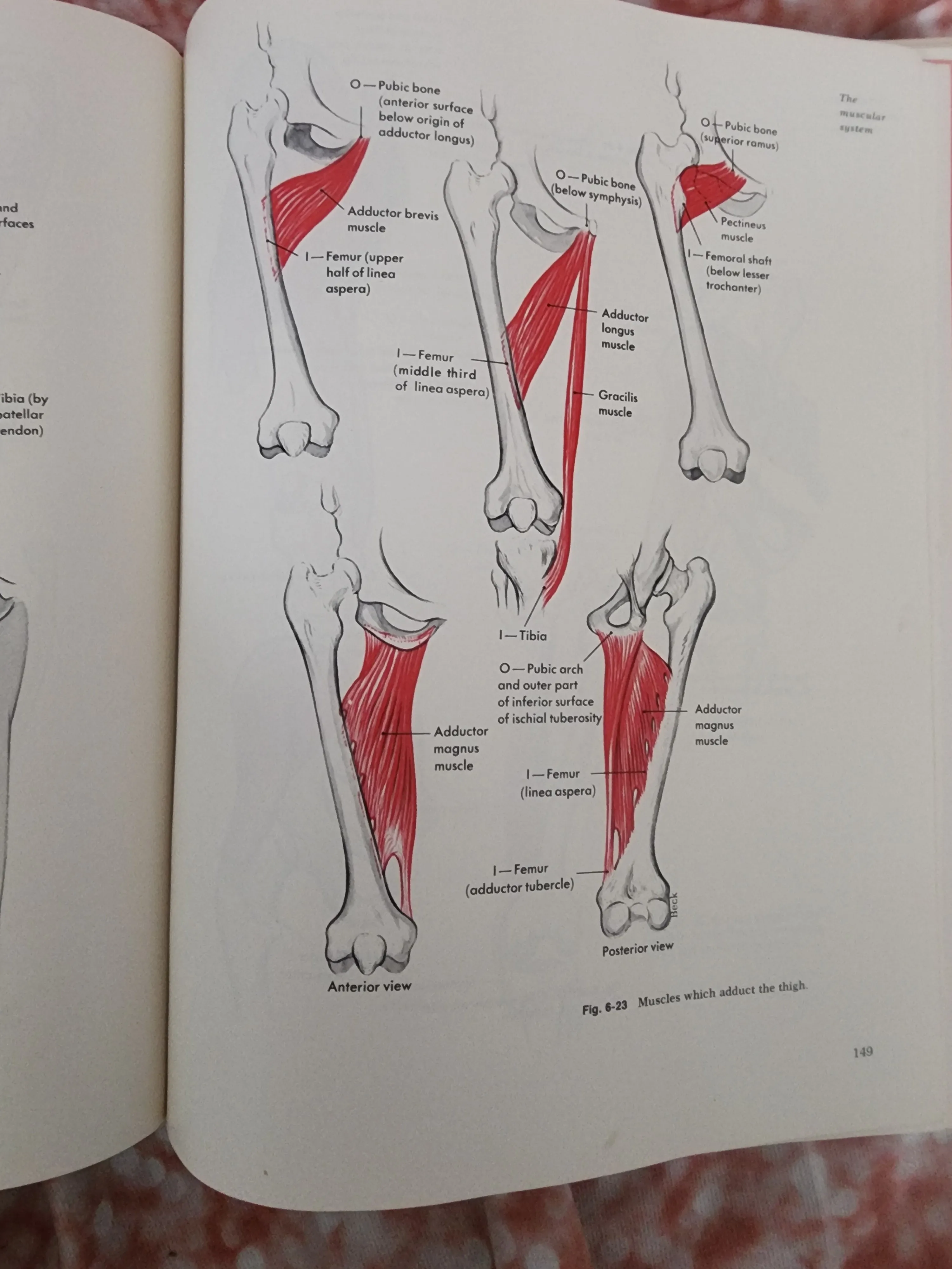 Textbook of Anatomy and Physiology 8th Edition 1971 Anthony and Kolthoff